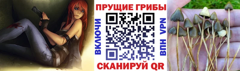 mega как войти  Можайск  Галлюциногенные грибы Magic Shrooms 